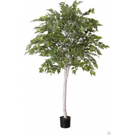 Искусственное растение Береза в аренду